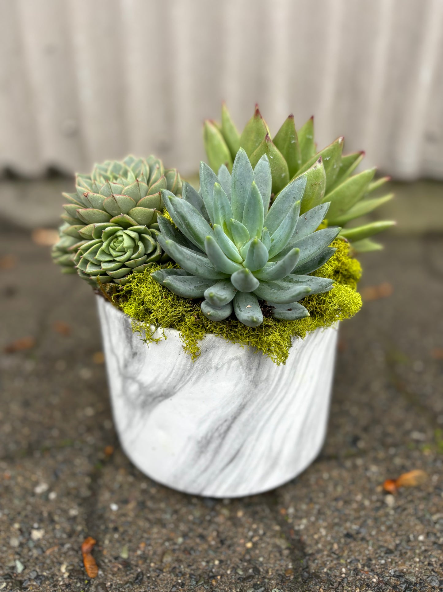 Succulent Planter