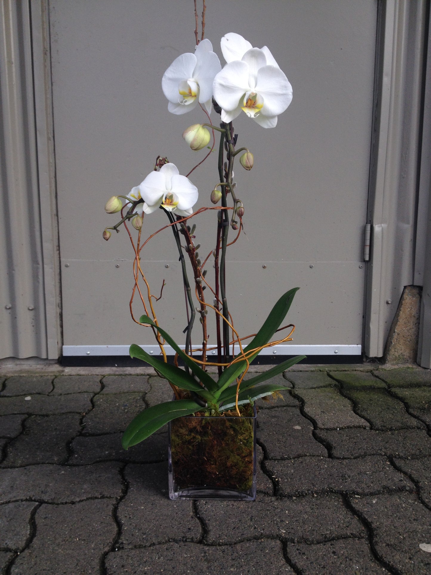 Orchid planter