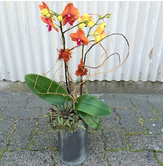 Orchid planter
