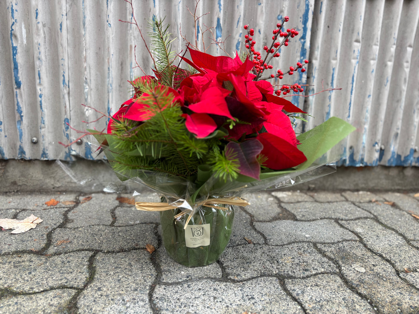 Classic Christmas Poinsettia