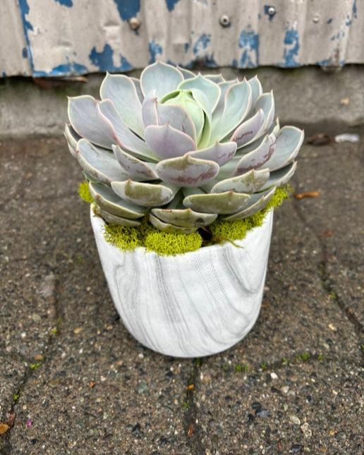 Succulent Planter