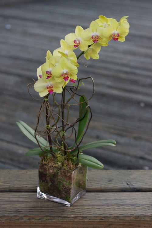 Orchid planter