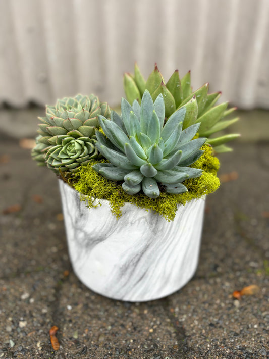 Succulent Planter