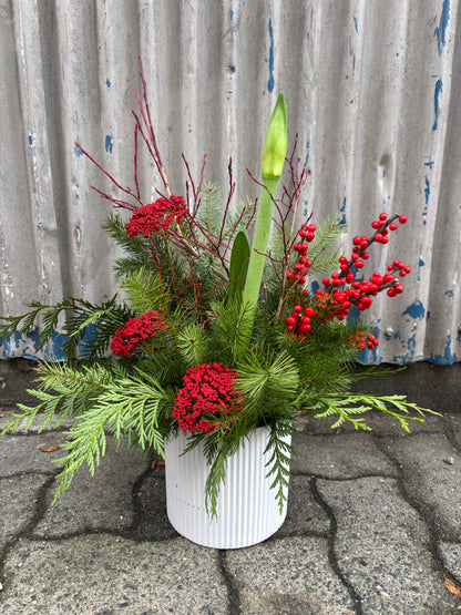 Seasonal Amaryllis Planter