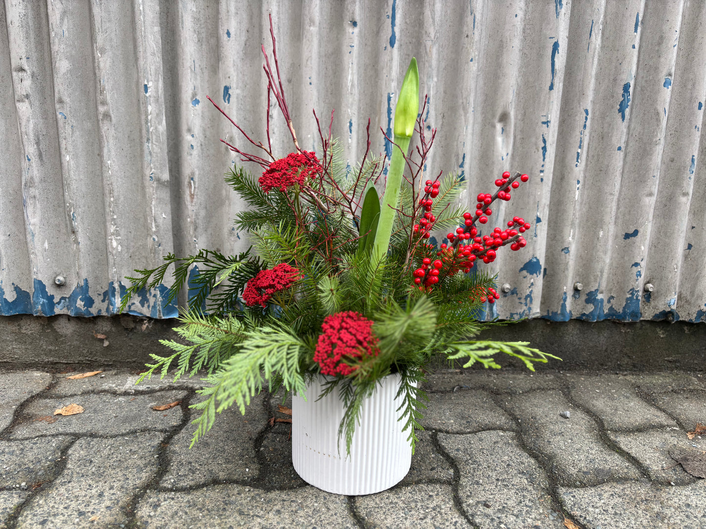 Seasonal Amaryllis Planter