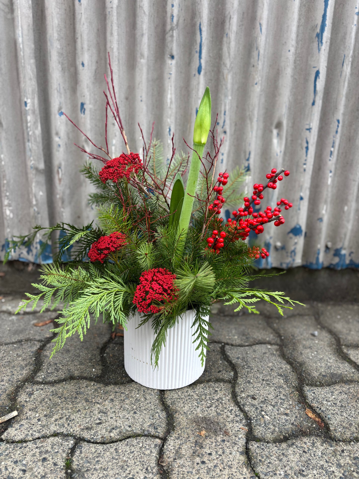 Seasonal Amaryllis Planter