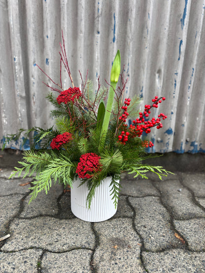 Seasonal Amaryllis Planter