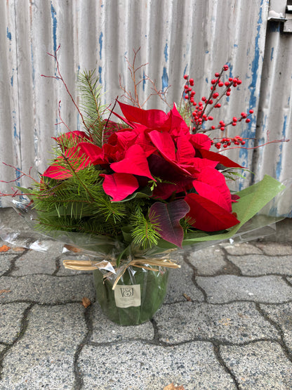 Classic Christmas Poinsettia
