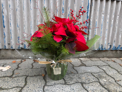 Classic Christmas Poinsettia