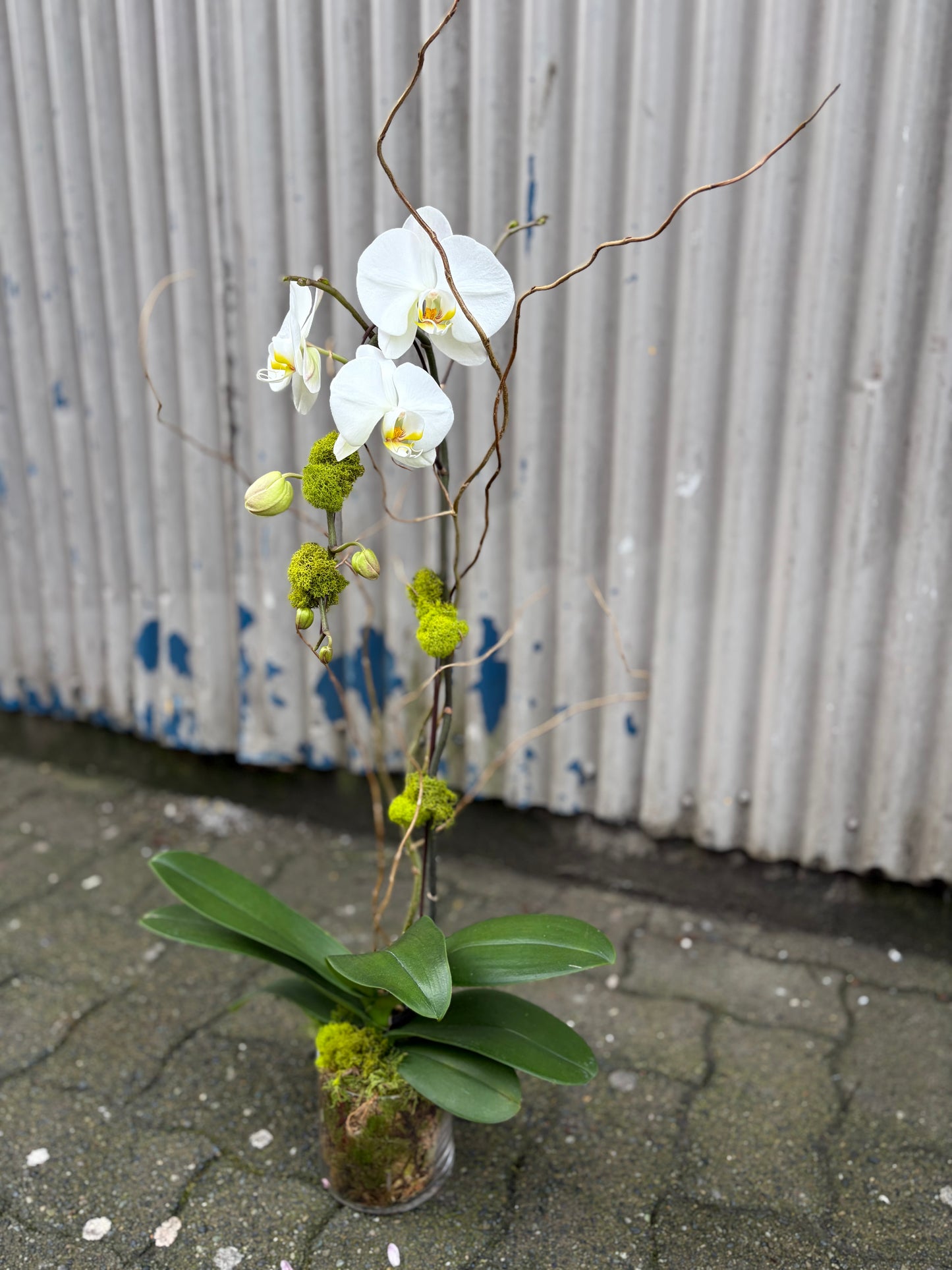 Single Stem Orchid Planter - White