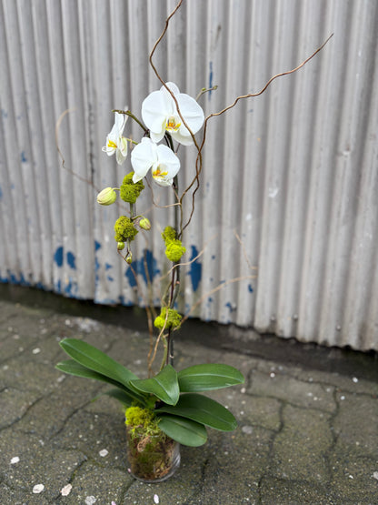 Single Stem Orchid Planter - White