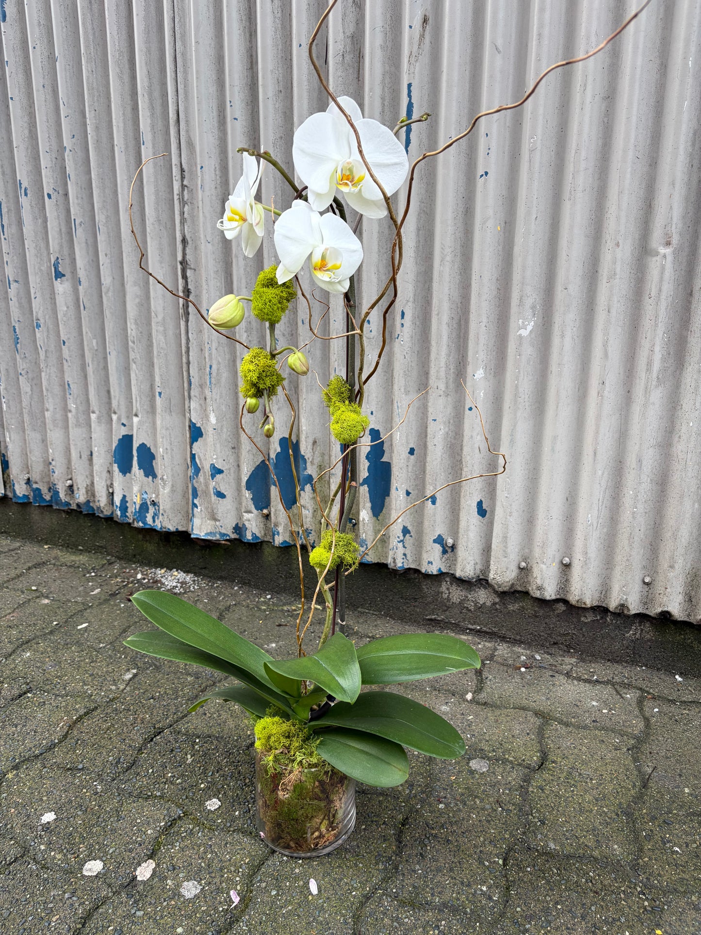 Single Stem Orchid Planter - White