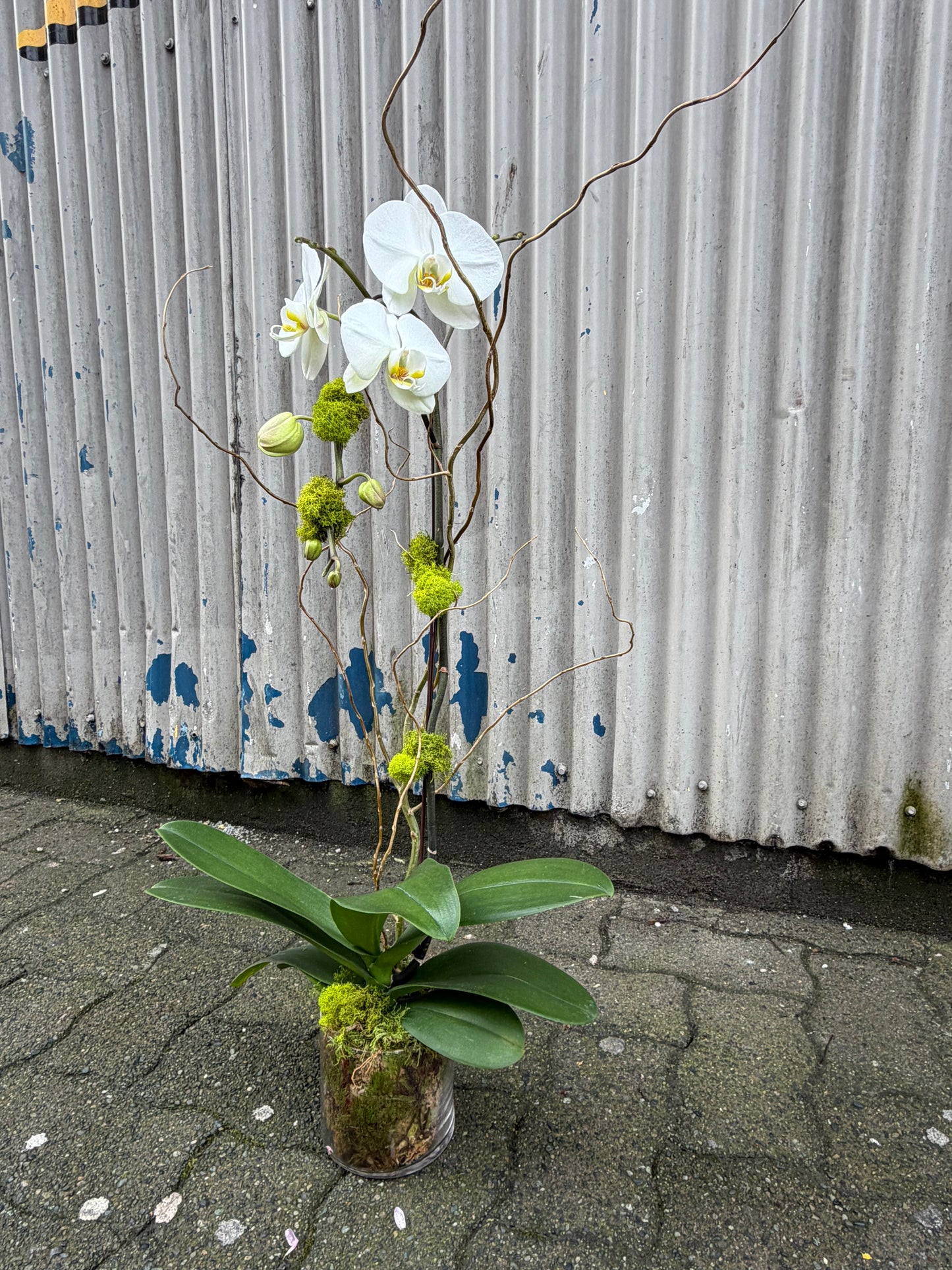 Single Stem Orchid Planter - White