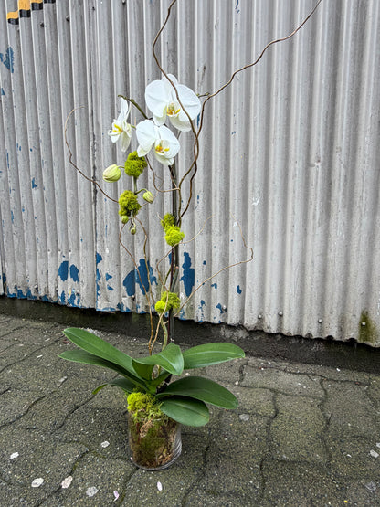Single Stem Orchid Planter - White
