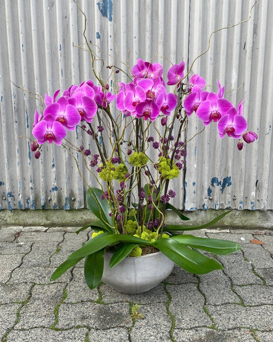 Orchid planter