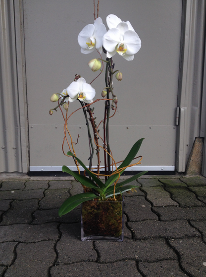 Orchid Planter