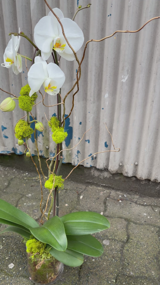 Single Stem Orchid Planter - White